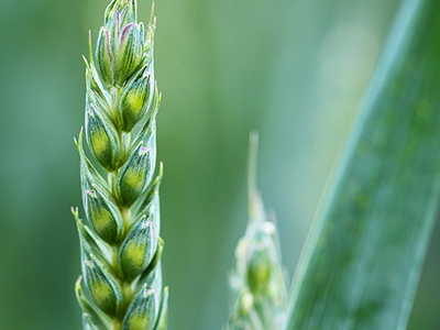 農業(yè)部副部長余欣榮在加快現代種業(yè)發(fā)展培訓班上強調抓住農業(yè)供給側結構性改革新機遇開創(chuàng)現代種業(yè)發(fā)展新局面