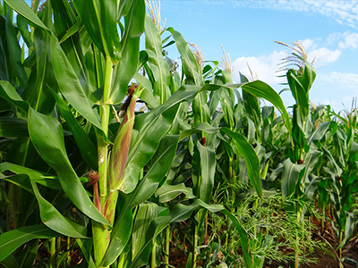 過去一年種業(yè)有哪些變化